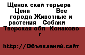 Щенок скай терьера › Цена ­ 20 000 - Все города Животные и растения » Собаки   . Тверская обл.,Конаково г.